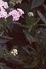 Achillea siberica 'Kamtschaticum', flowers