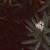 Achillea siberica 'Kamtschaticum', flowers