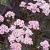 Achillea siberica 'Kamtschaticum', flowers