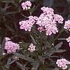 Achillea siberica 'Kamtschaticum', flowers