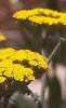 Achillea tomentosa 'Moonshine', flowers