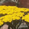 Achillea tomentosa 'Moonshine', flowers