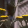 Achillea tomentosa 'Moonshine', flowers