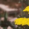 Achillea tomentosa 'Moonshine', flowers