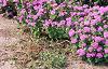 Ageratum 'Blue Hawaii', habit