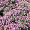 Ageratum 'Blue Hawaii', habit