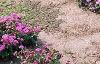 Ageratum 'Blue Hawaii', habit