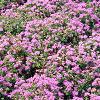 Ageratum 'Blue Hawaii', habit