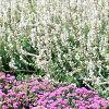 Ageratum 'Blue Hawaii', habit