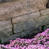 Ageratum 'Blue Hawaii', habit
