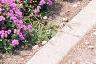 Ageratum 'Blue Hawaii', habit