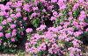 Ageratum 'Blue Hawaii', habit