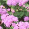 Ageratum 'Blue Hawaii', flowers