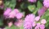 Ageratum 'Blue Hawaii', flowers