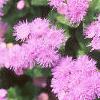 Ageratum 'Blue Hawaii', flowers