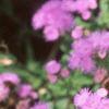 Ageratum 'Blue Hawaii', flowers