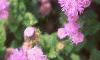 Ageratum 'Blue Hawaii', flowers