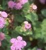 Ageratum 'Blue Hawaii', flowers