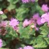 Ageratum 'Blue Hawaii', flowers