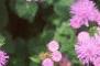 Ageratum 'Blue Hawaii', flowers