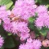 Ageratum 'Blue Hawaii', flowers