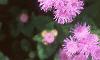 Ageratum 'Blue Hawaii', flowers