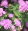 Ageratum 'Blue Hawaii', flowers