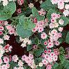 Ageratum houstonianum 'Pink Improved', habit