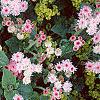 Ageratum houstonianum 'Pink Improved', habit