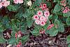 Ageratum houstonianum 'Pink Improved', habit
