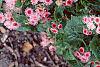 Ageratum houstonianum 'Pink Improved', habit