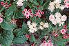Ageratum houstonianum 'Pink Improved', habit