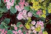 Ageratum houstonianum 'Pink Improved', habit