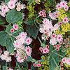 Ageratum houstonianum 'Pink Improved', habit