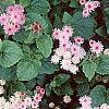 Ageratum houstonianum 'Pink Improved', habit