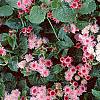 Ageratum houstonianum 'Pink Improved', habit