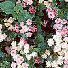 Ageratum houstonianum 'Pink Improved', habit