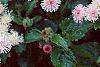 Ageratum houstonianum 'Pink Improved', flowers
