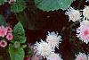 Ageratum houstonianum 'Pink Improved', flowers
