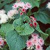 Ageratum houstonianum 'Pink Improved', flowers