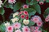Ageratum houstonianum 'Pink Improved', flowers
