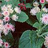 Ageratum houstonianum 'Pink Improved', flowers