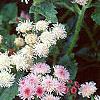 Ageratum houstonianum 'Pink Improved', flowers