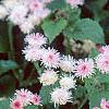 Ageratum houstonianum 'Pink Improved', flowers