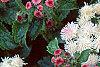 Ageratum houstonianum 'Pink Improved', flowers