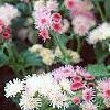 Ageratum houstonianum 'Pink Improved', flowers