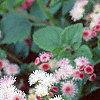 Ageratum houstonianum 'Pink Improved', flowers
