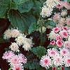 Ageratum houstonianum 'Pink Improved', flowers