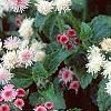 Ageratum houstonianum 'Pink Improved', flowers