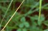 Ambrosia trifida, leaves